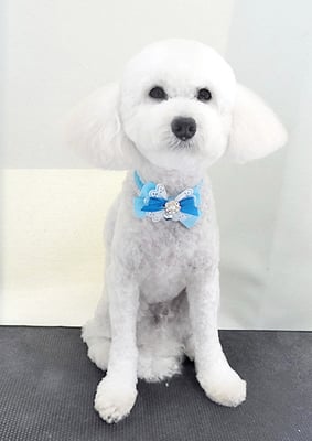 山小田アンディちゃん