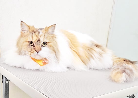 植松クルミちゃん