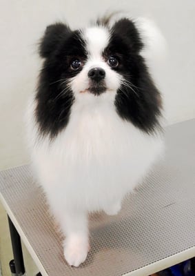 森崎マリアンちゃん