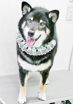 貴島ボタンちゃん