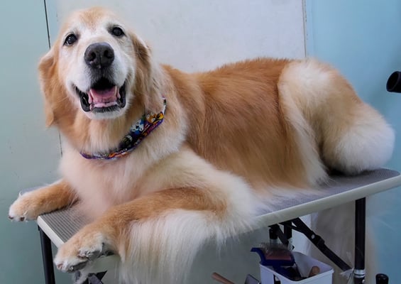 園田ファミレちゃん