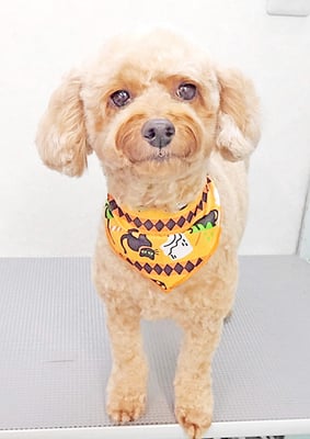 玉利ココちゃん