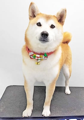 川﨑すももちゃん