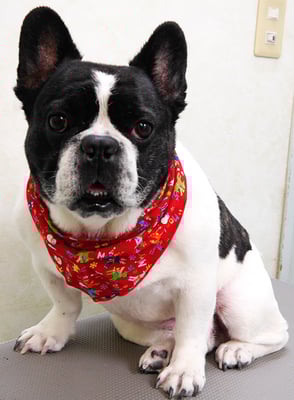 池田ゲンタちゃん