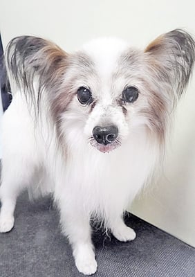 芳田パピちゃん