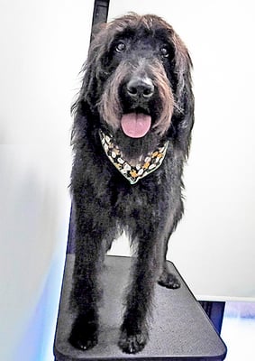 田代ロッティちゃん