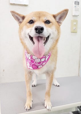 森下むぎちゃん