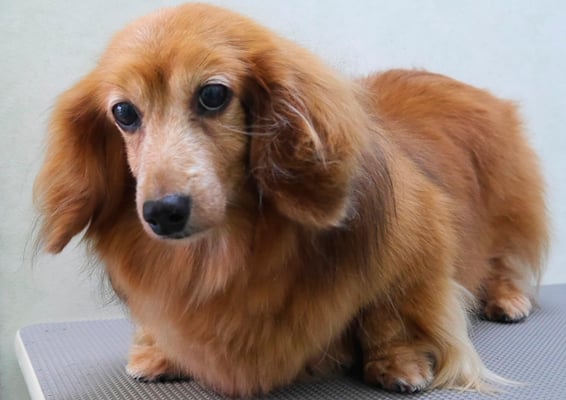 川吉モモちゃん