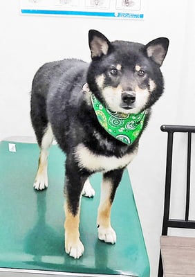 貴島ボタンちゃん