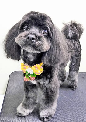 山口オレオちゃん