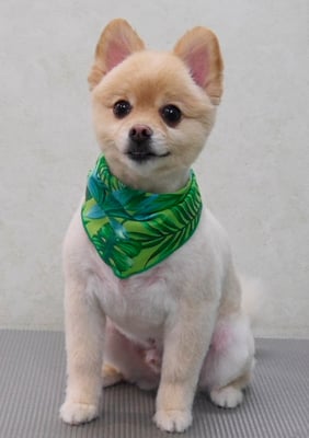 徳留くまちゃん