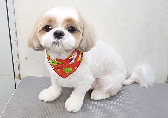 榊原もちちゃん