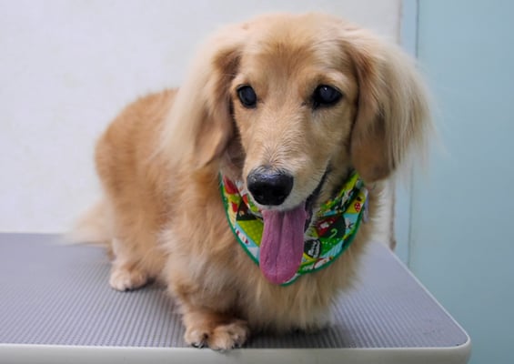 湯田ハヤテちゃん