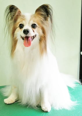 吉田パピちゃん