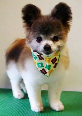 竹田ショウちゃん