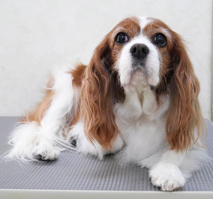 福留ジルちゃん