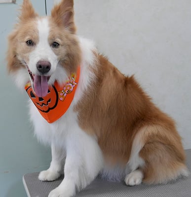 森本アンズちゃん