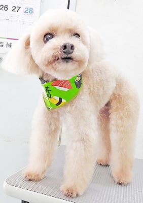 野口ティガちゃん