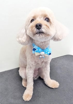 鎌田ミントちゃん