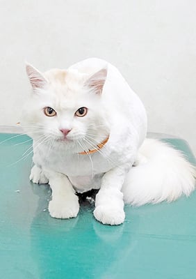 谷口シャルロットちゃん