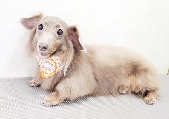 瀬戸口イザベラちゃん