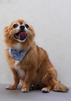 若松コロちゃん