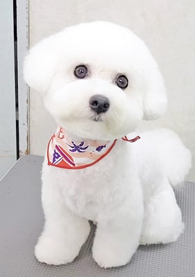 児玉とろろちゃん