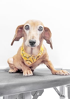 別府モモちゃん