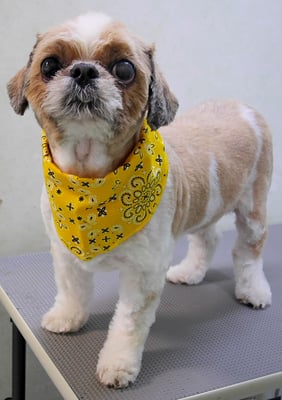 有留コロちゃん