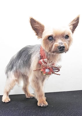 松上くうちゃん