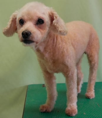 川原モップちゃん