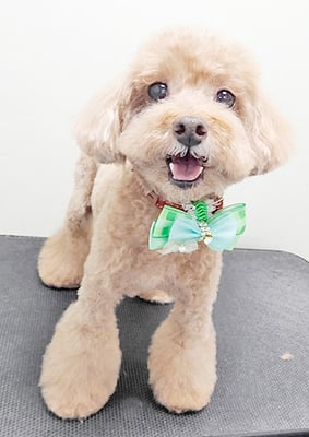 平田小鉄ちゃん