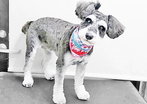 西留ココちゃん