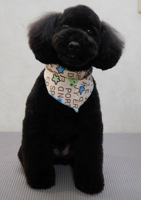 本坊ダノちゃん