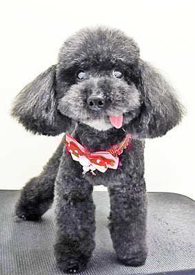 藤村スピナちゃん