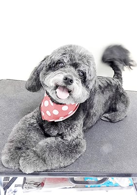 菅原クーちゃん