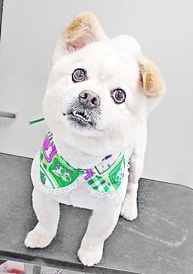 中園モカちゃん