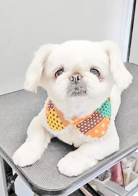 本多かずはちゃん