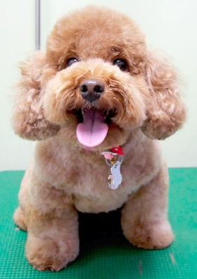 木村プリンちゃん