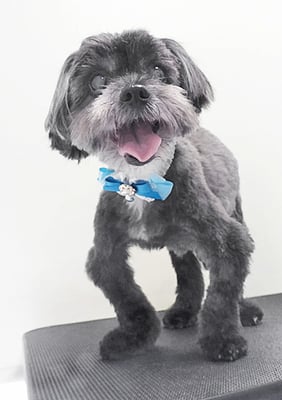 八郷ベンちゃん