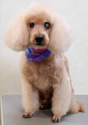 佐藤ナルトちゃん