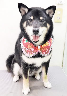 貴島ボタンちゃん