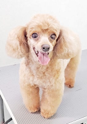 森崎ネネちゃん