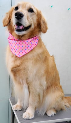 菊川チェリーちゃん