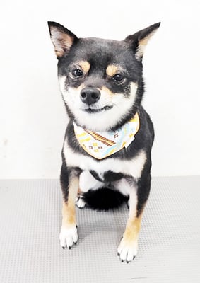 中尾あんずちゃん