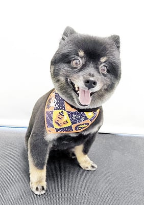 福山ポパイちゃん