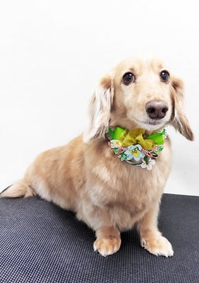 片山マルルちゃん