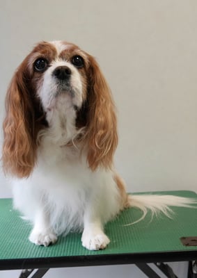 福留ジルちゃん