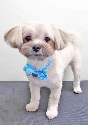 本山ここちゃん