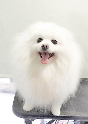 八木ピュアちゃん